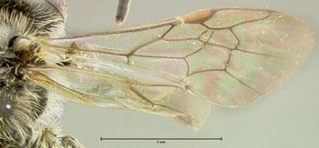 Media type: image;   Entomology 609445 Aspect: wing